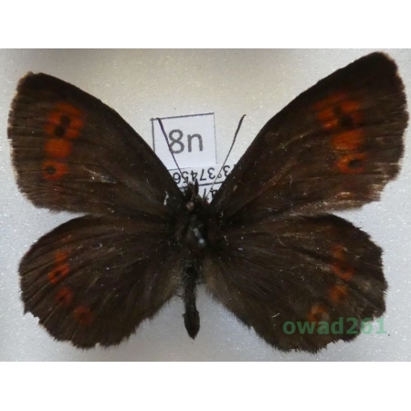 Erebia euryale (Esper, 1805) male Österreich8n